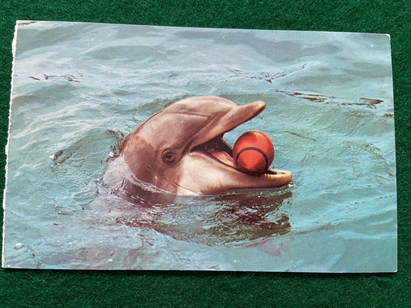 Peppy, the all American Bottlenose Dolphin Vintage Postcard