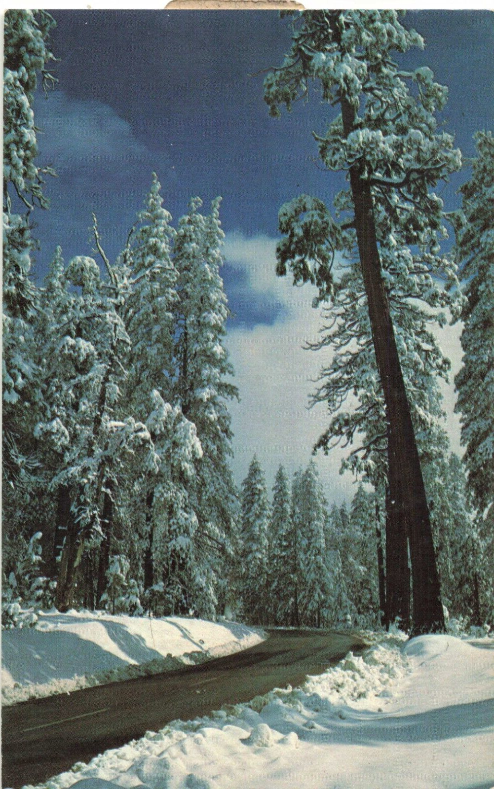 Calaveras County CA California Ebbetts Pass Highway 4 Big Trees Vintage Postcard