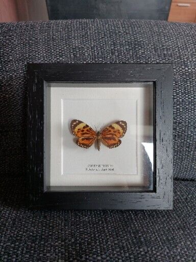 Boisduval\'s Tiger Taxidermy Moth Frame (Chetone histrio)