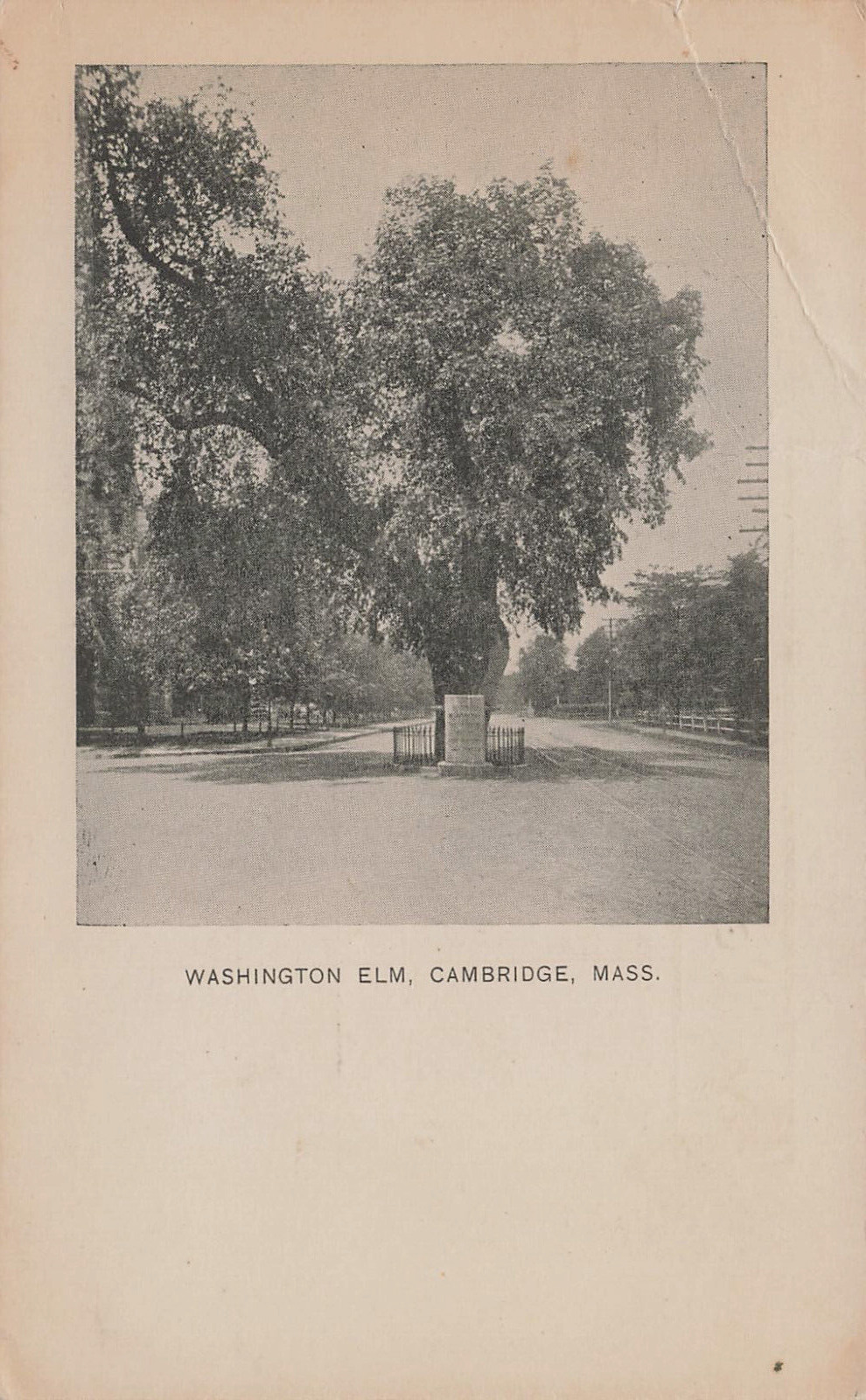 GEORGE WASHINGTON ELM TREE POSTCARD CAMBRIDGE MA MASSACHUSETTS 1906