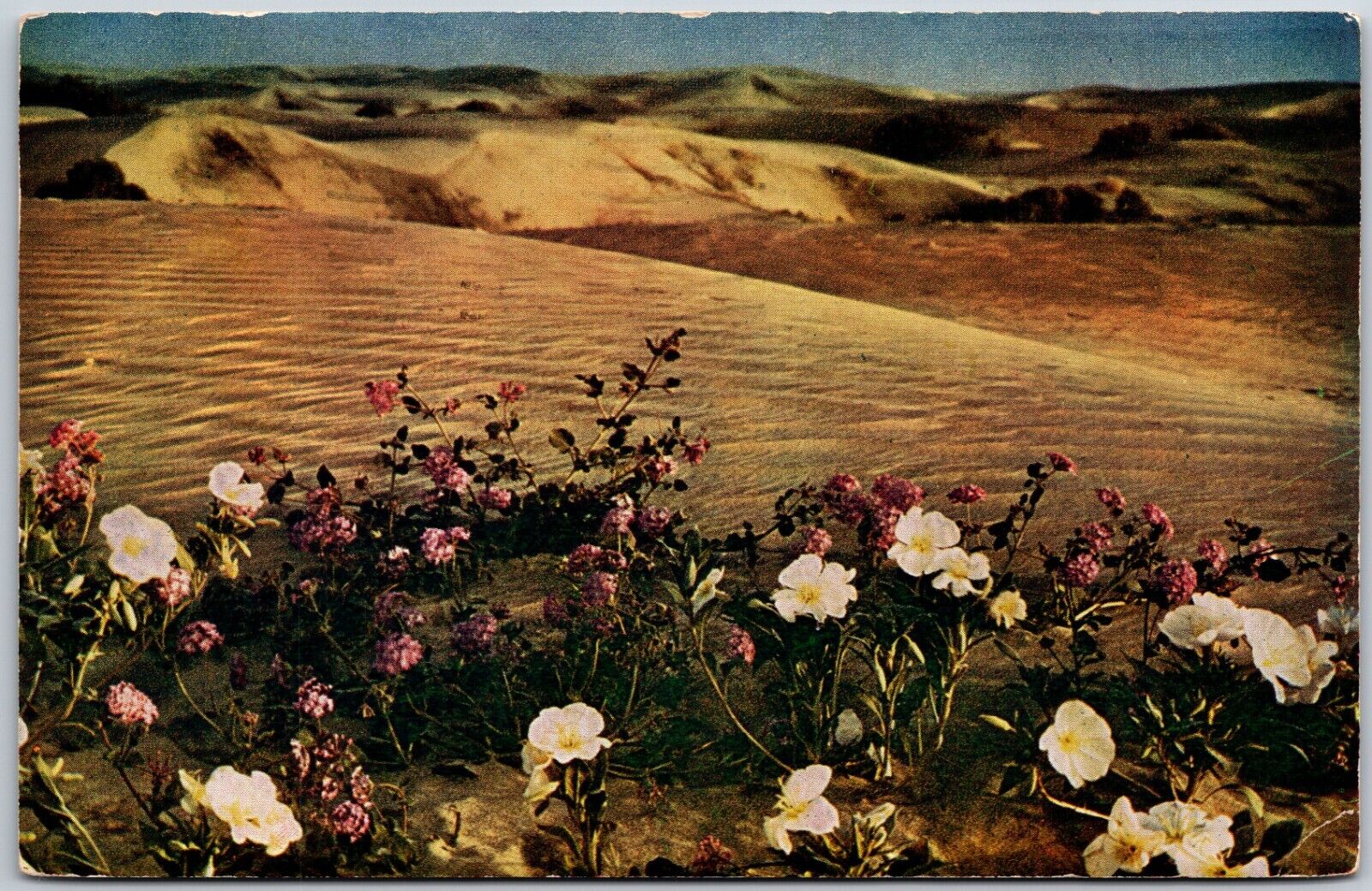 Verbenas in the Sand Dunes, Southern California Desert - Postcard