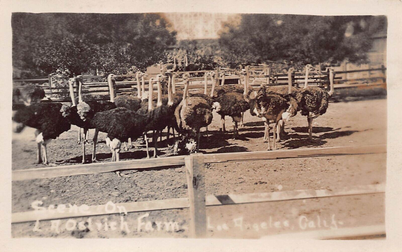 RPPC Los Angeles CA Cawston Ostrich Farm Pasadena Photo Vtg Postcard C30