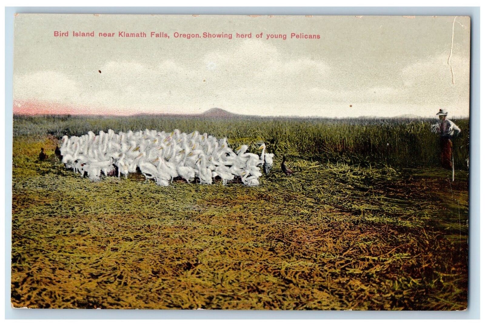 c1910s Birds Island Near Kiamath Falls Herd Of Young Pelicans Oregon OR Postcard