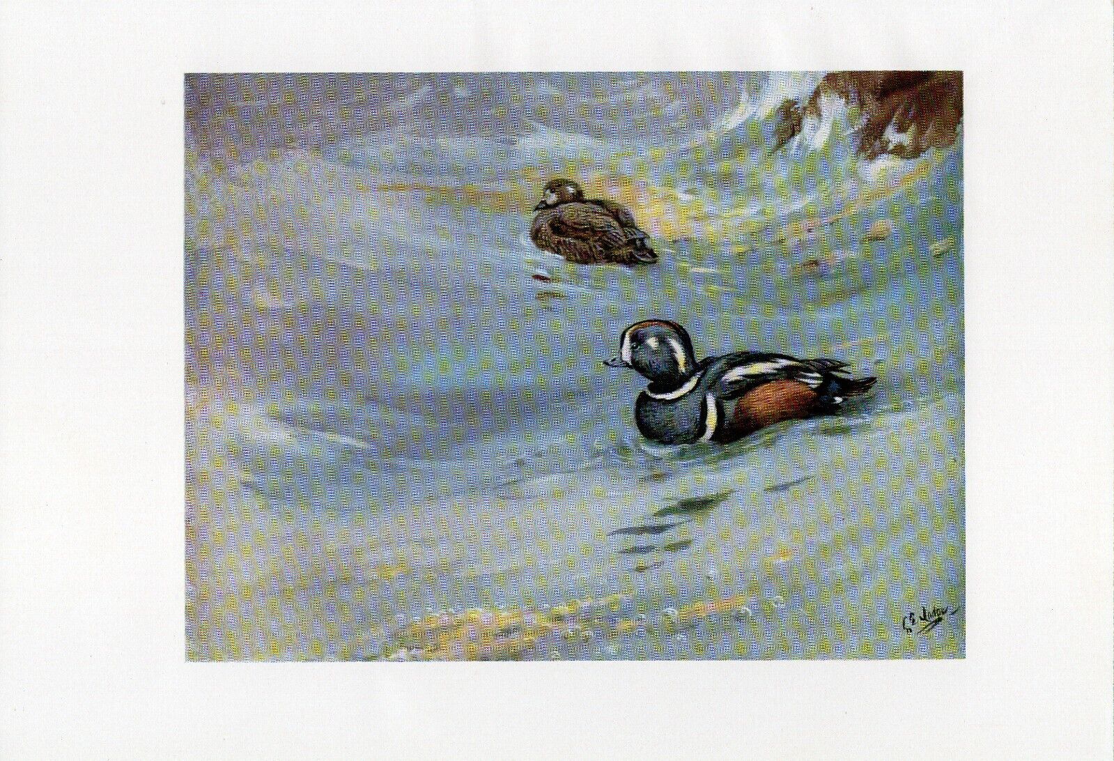 Harlequin Duck - 1958 Beautiful Vintage Bird Print by G.E.Lodge Great Gift