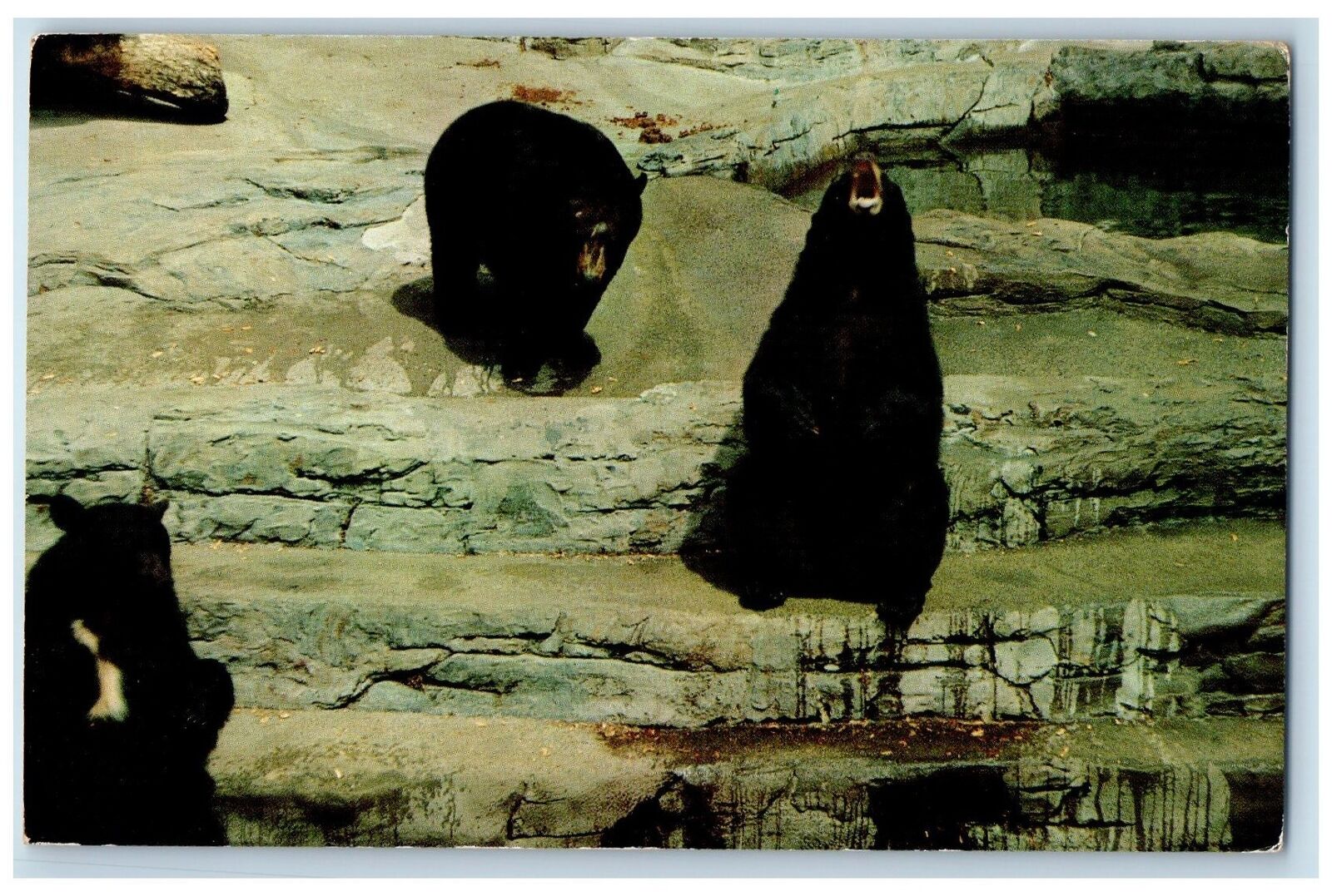 c1960\'s Black Bears Woodland Park Seattle Washington WA Posted Vintage Postcard