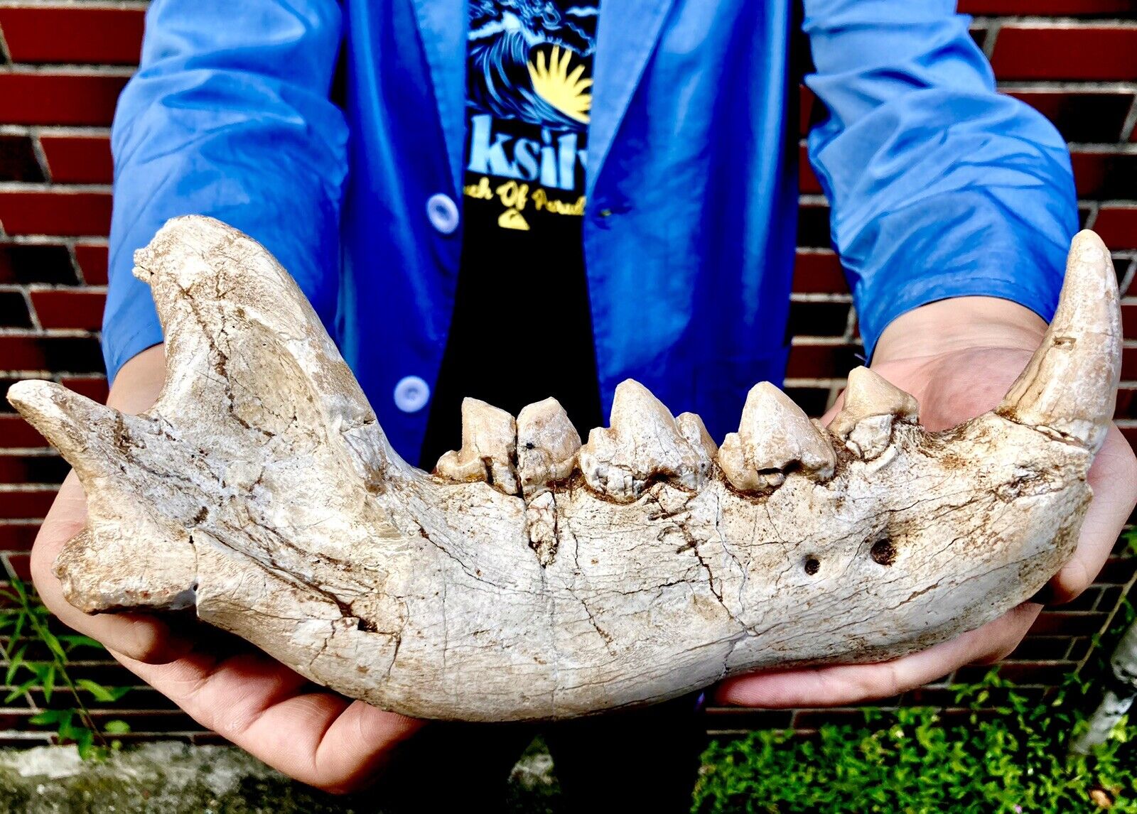 /BEYOND RARE FOSSIL MAMMAL Miocene carnivore  Dinocrocuta massive jaw Gansu CHN
