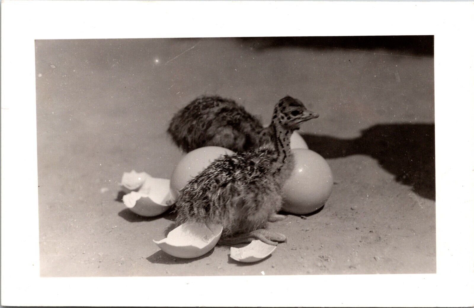 Two Ostrich Chicks Hatched-RPPC Postcard
