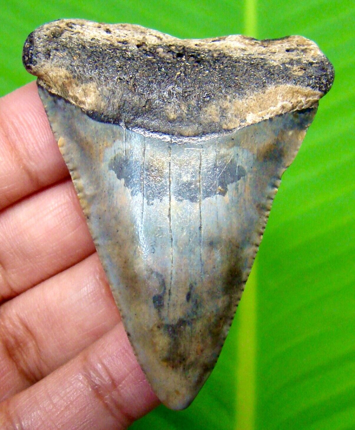 GREAT WHITE SHARK TOOTH - 2.33 inches - HUGE - REAL FOSSIL - NO RESTORATIONS 