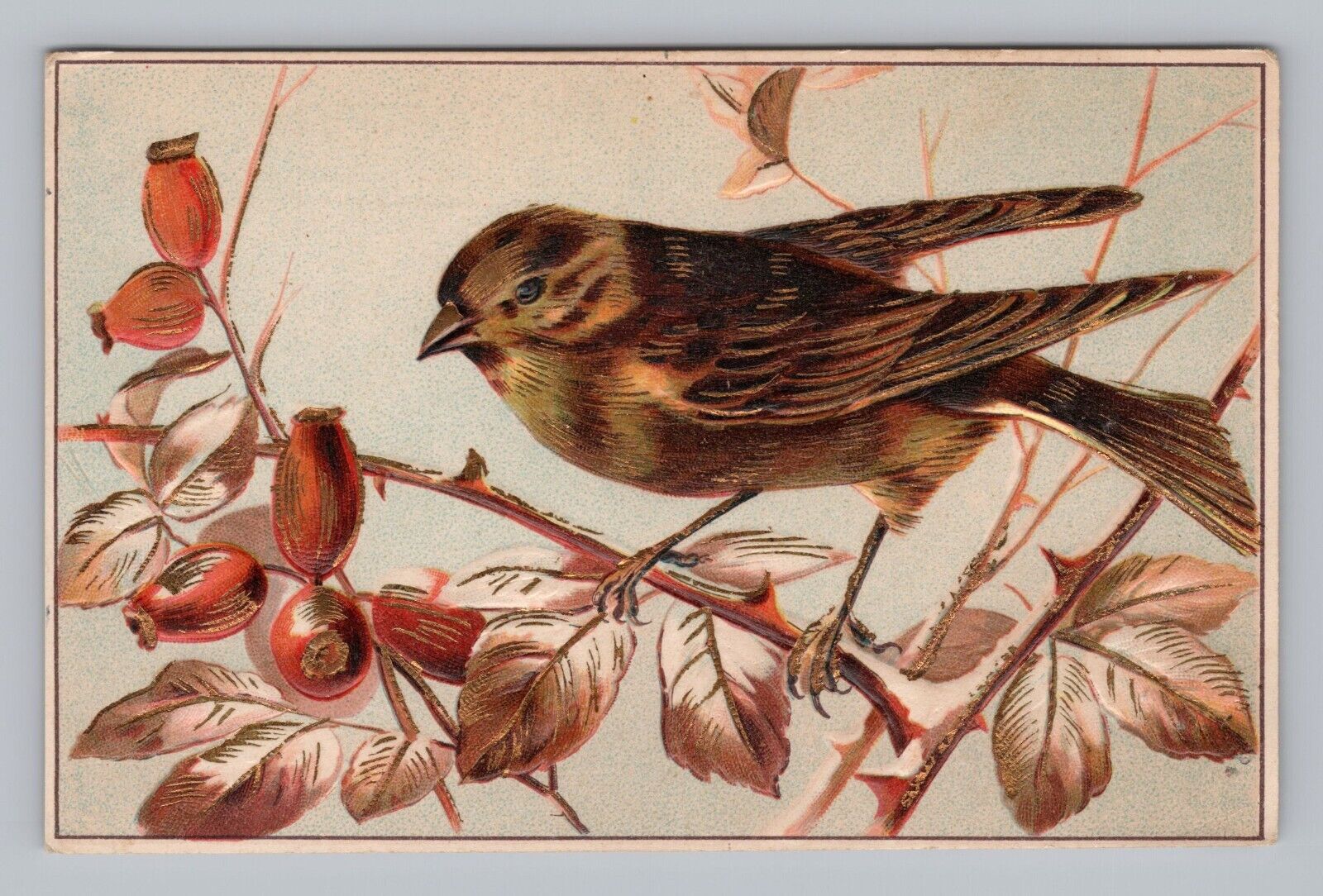 Postcard Beautiful Bird Embossed c1909