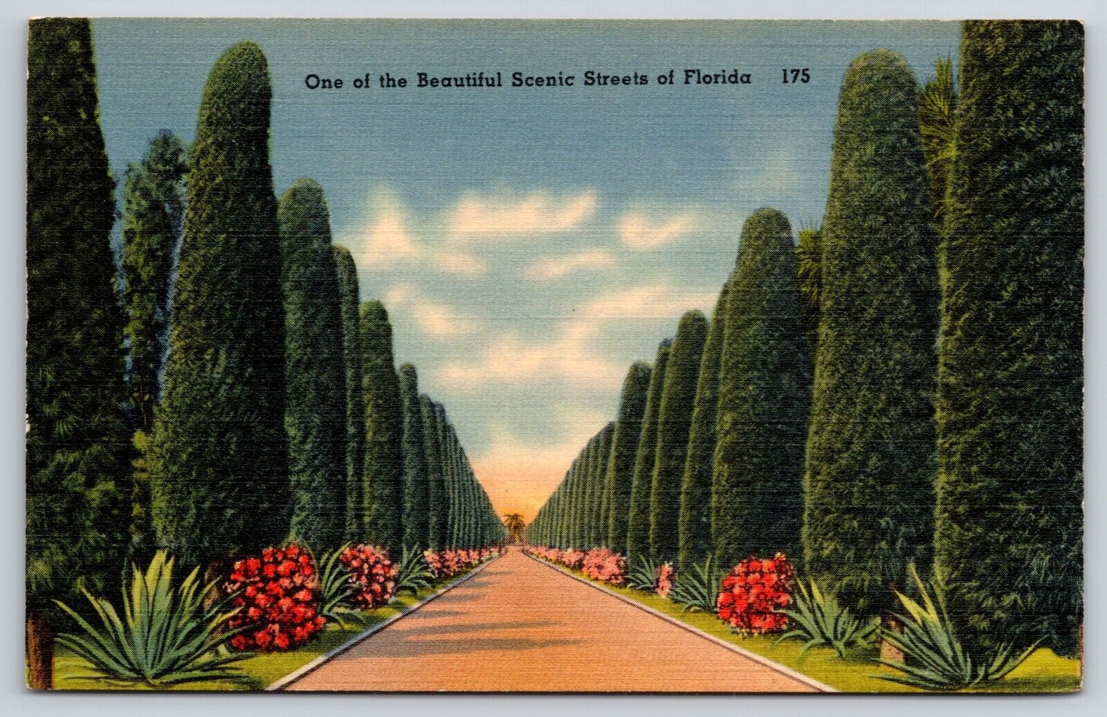A Beautiful Scenic Street Lined with Australian Pines in Florida FL Postcard