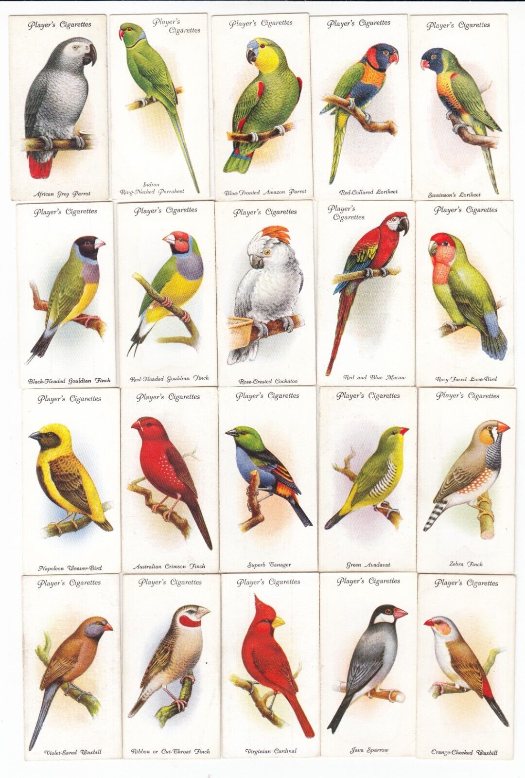1933 Complete Set of 50 Gorgeous Bird Paintings Cards Parrots Finches Canaries