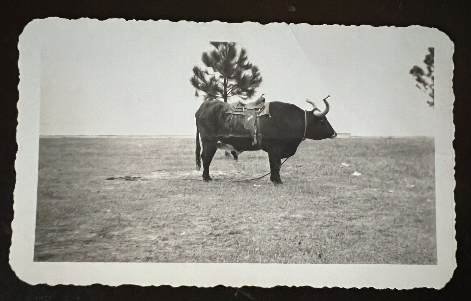 VTG 1940s Photo Huge Longhorn Bull in Field Wearing Saddle Deckle Edge Weird Odd