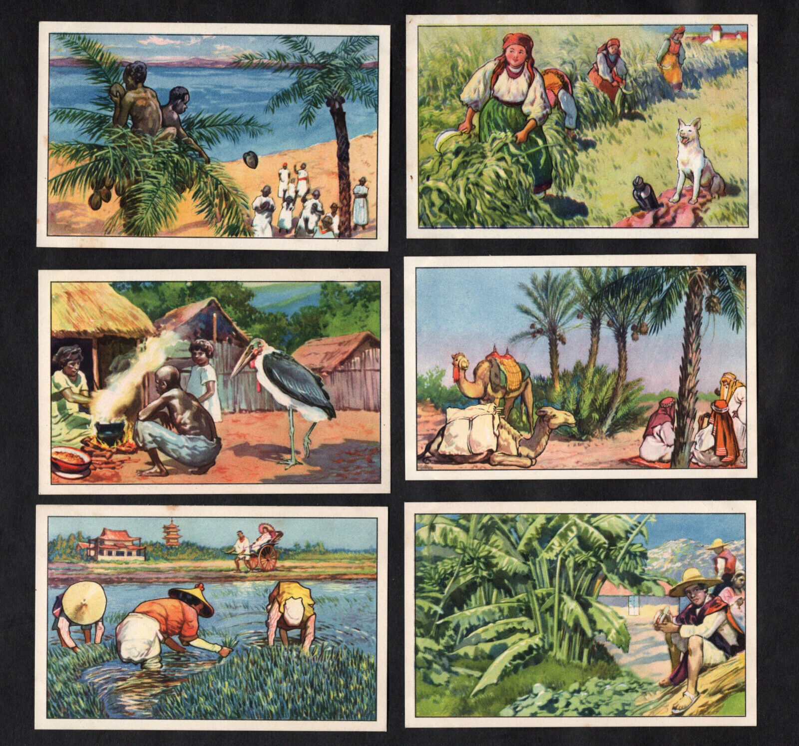 Fruit & Crops German Card Set 1930 Echte Rice Dates Bannana Maize Coconut Durra