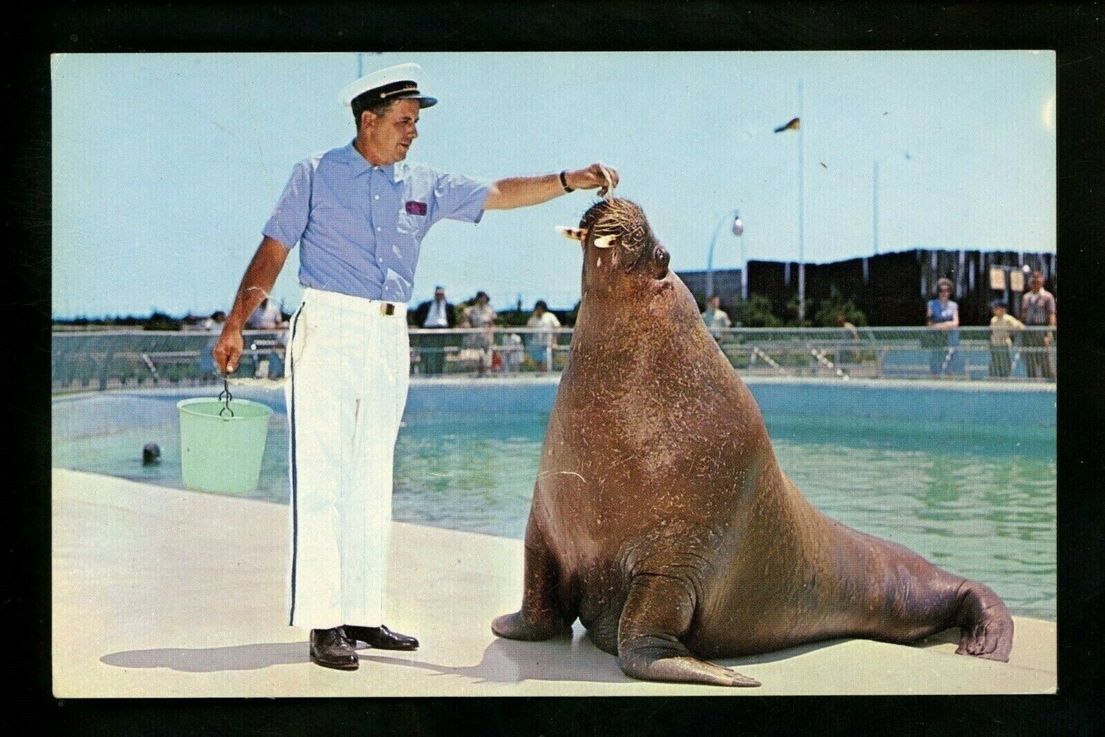 Animal Postcard Atlantic Walrus Olaf New York Aquarium NY Trainer Chrome