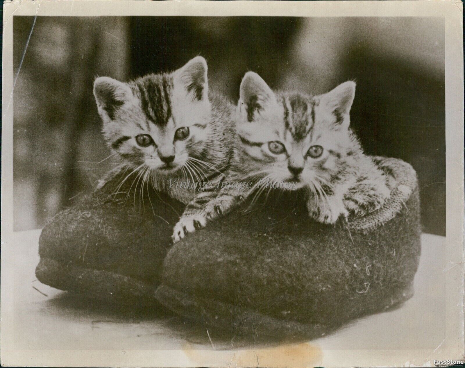 Vintage Benito Mussolini\'S Household Kittens Play In Slippers Animals Photo 8X10