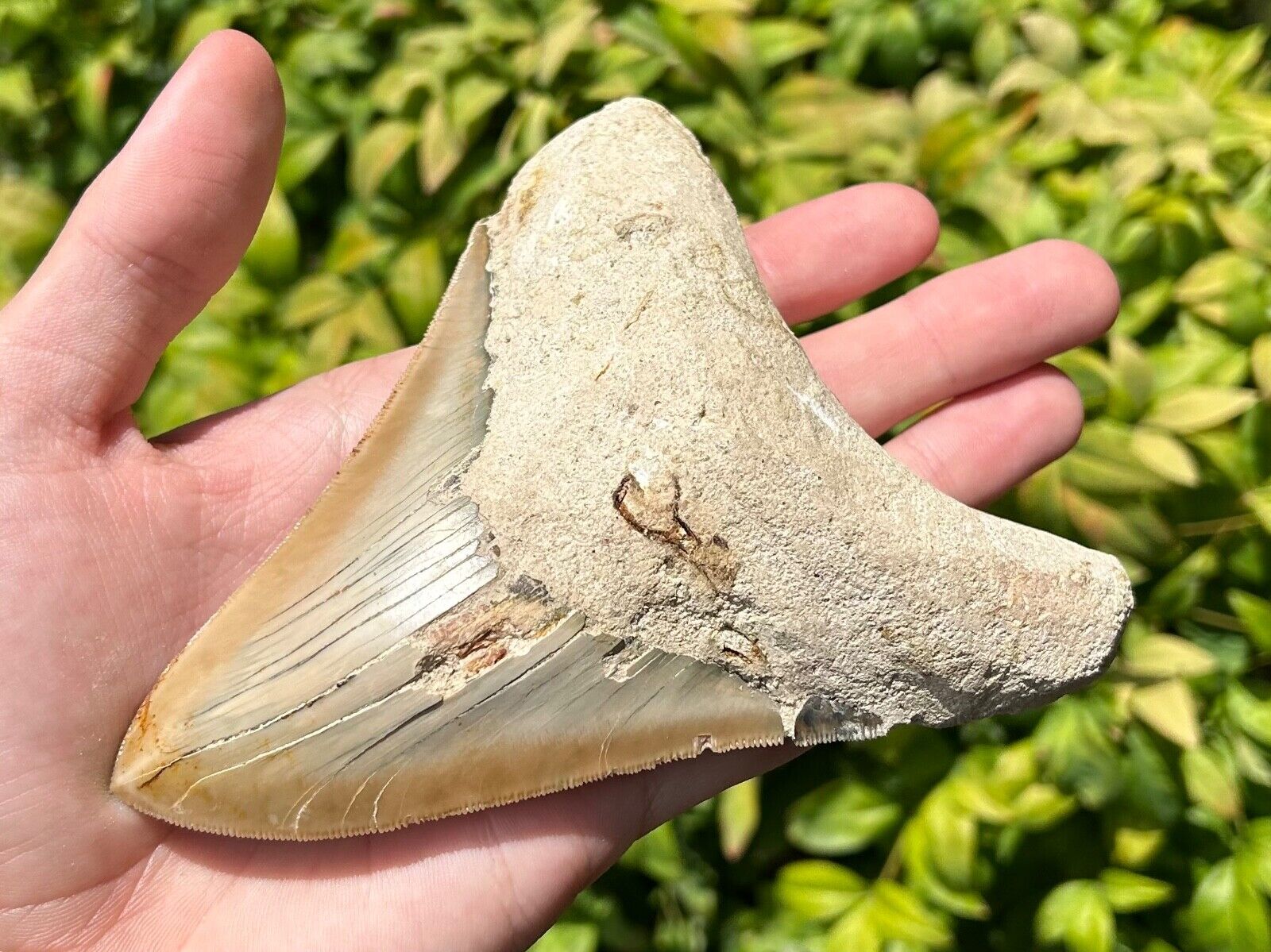 Indonesian Megalodon Sharks Tooth Fossil HUGE 5.3” Megladon Indonesia Restored