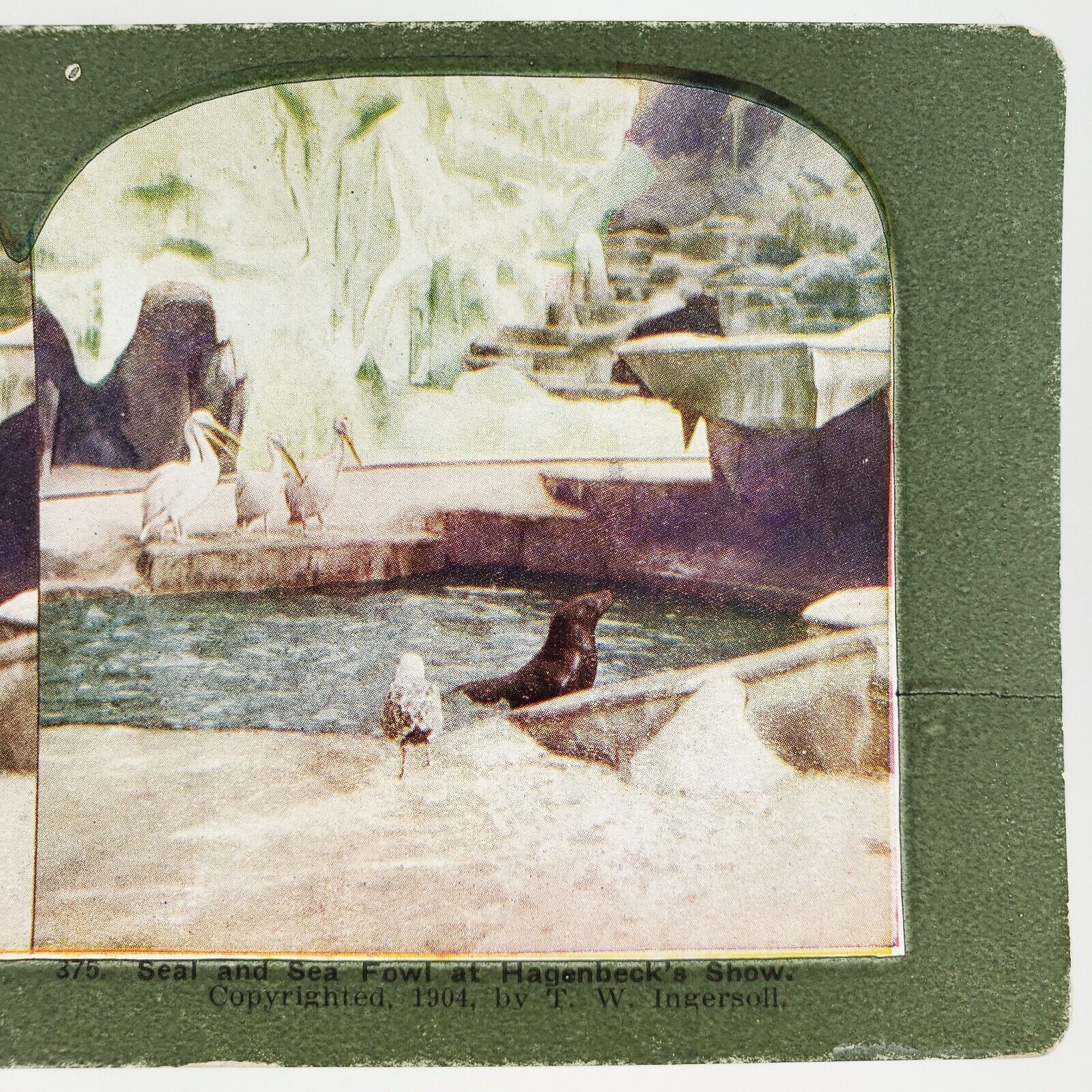 Hagenbeck\'s Animal Show Stereoview c1904 St Louis World\'s Fair Seal Bird F363