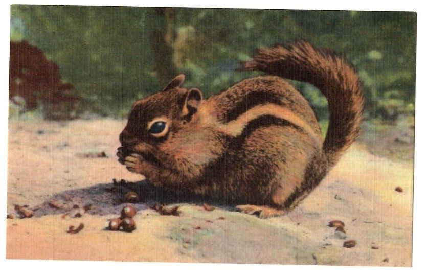 The Chipmunk is a saucy frisky little beggar Postcard Linen