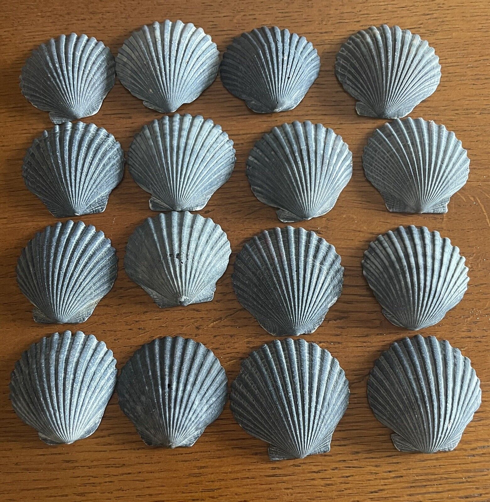 Lot of 16 Grey/Blue Scallop Mid-Atlantic Beach Crafting Seashells 1.5\