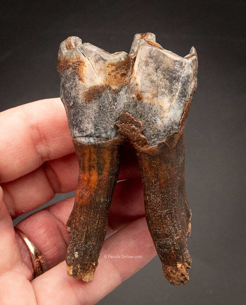 Fossil Rooted Woolly R. Tooth Siberia  2462