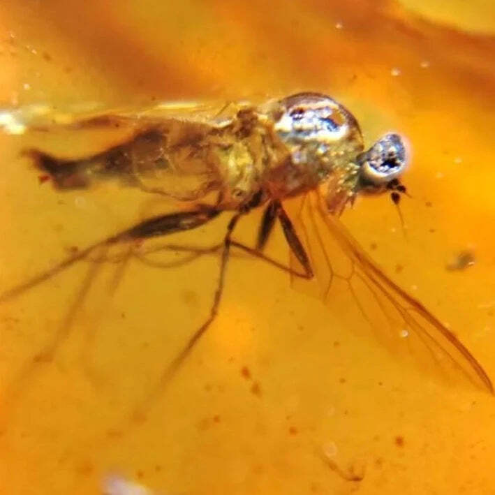 Burmese Insect Amber Unknown Flying Bug Fossil Burmite Cretaceous Dinosaur Age