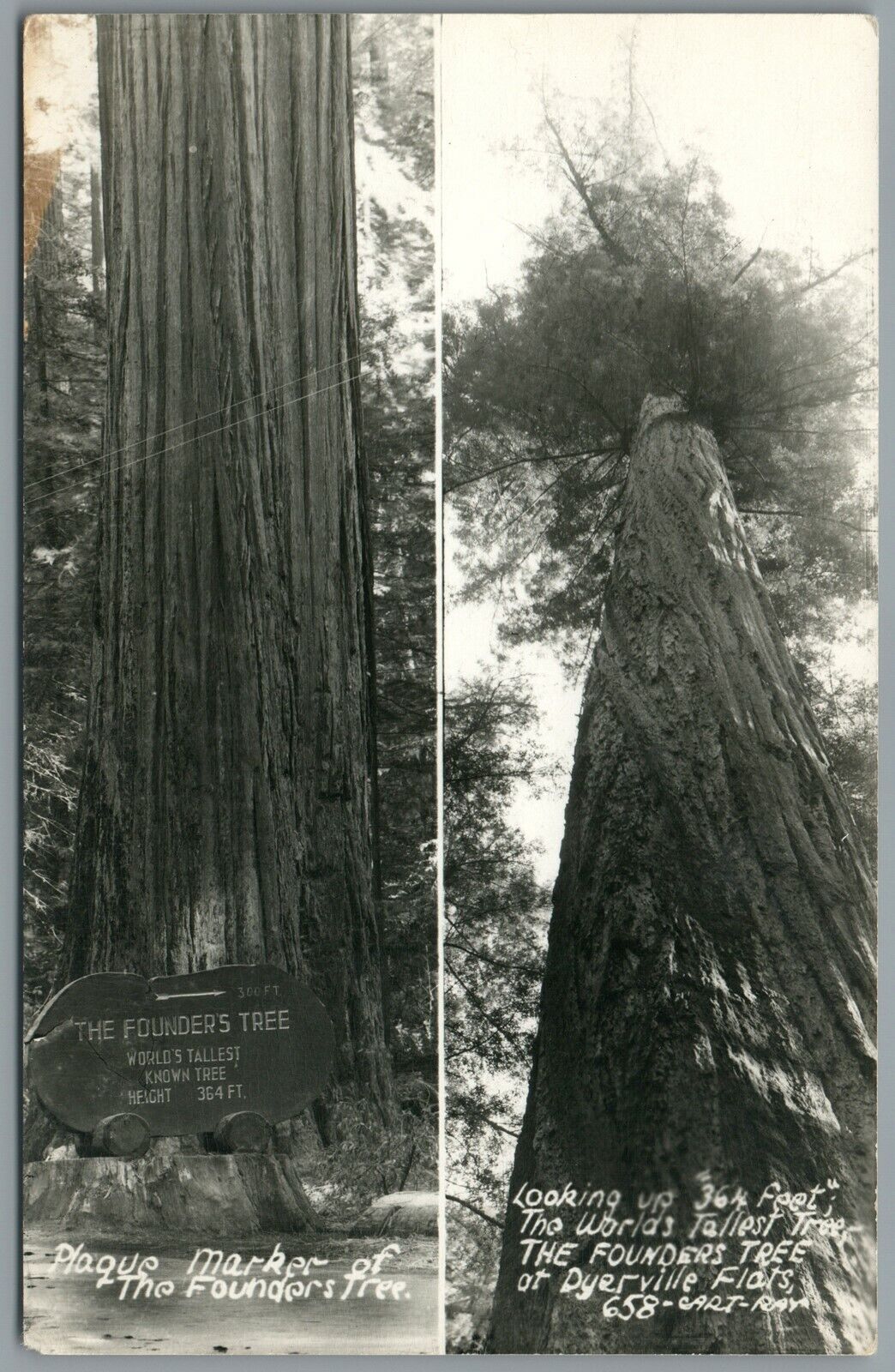 RPPC Postcard The Founders Tree Worlds tallest 364 ft High Dyerville Flats CA