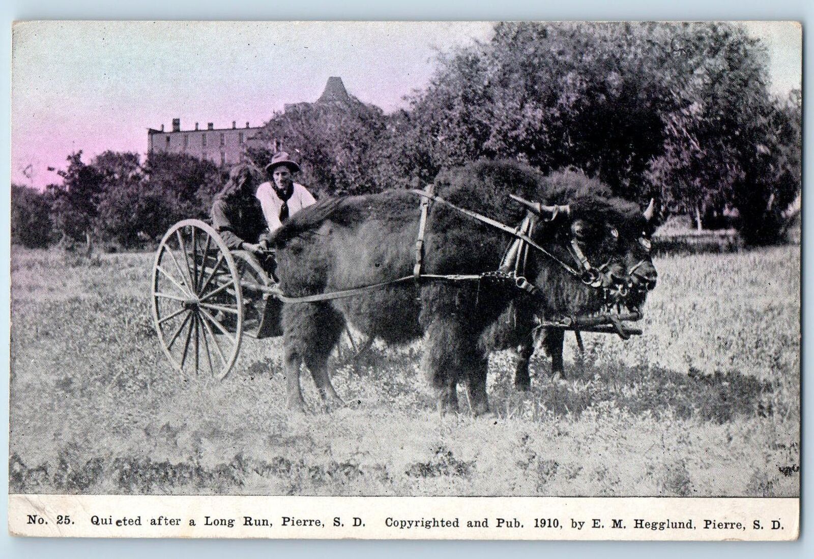 Pierre South Dakota SD Postcard Quieted After A Long Run Riding In A Bison c1910