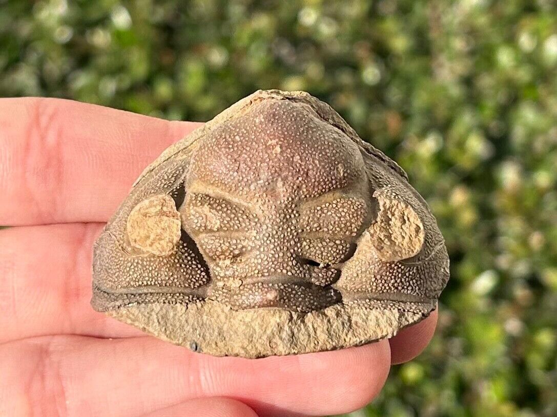 Rare Bolivia Fossil Trilobite Head Cryphaeoides rostratus Belen Formation Bug