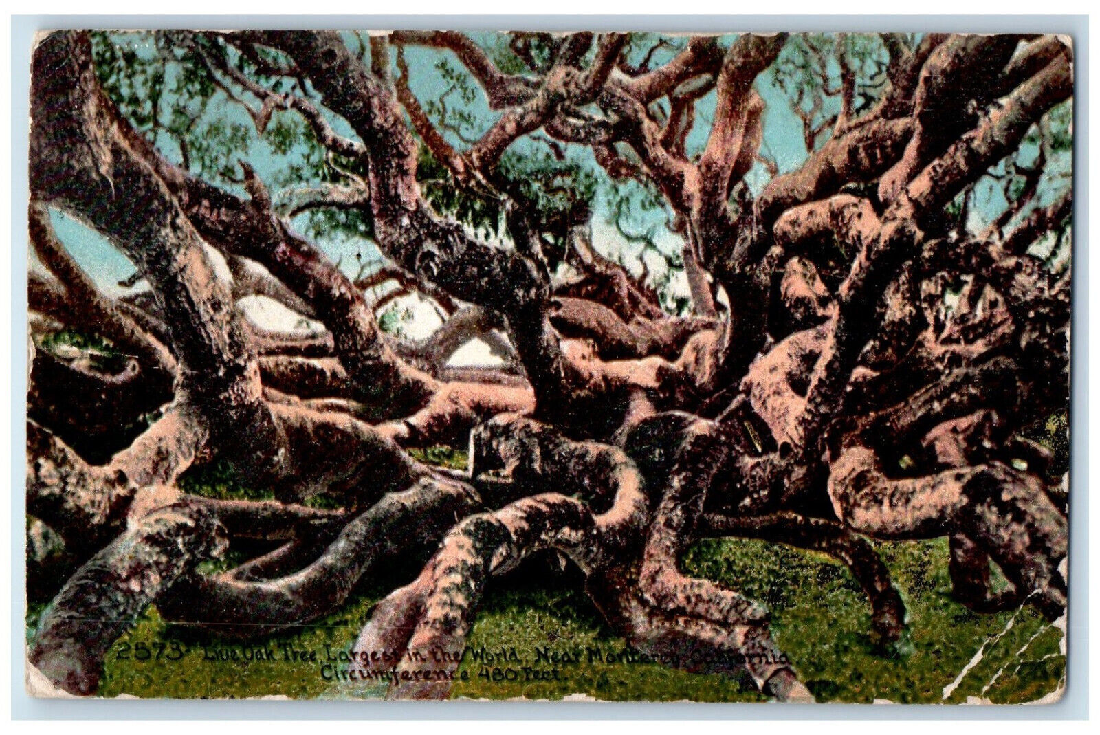1919 Live Oak Tree Largest In The World Near Monterey California CA Postcard