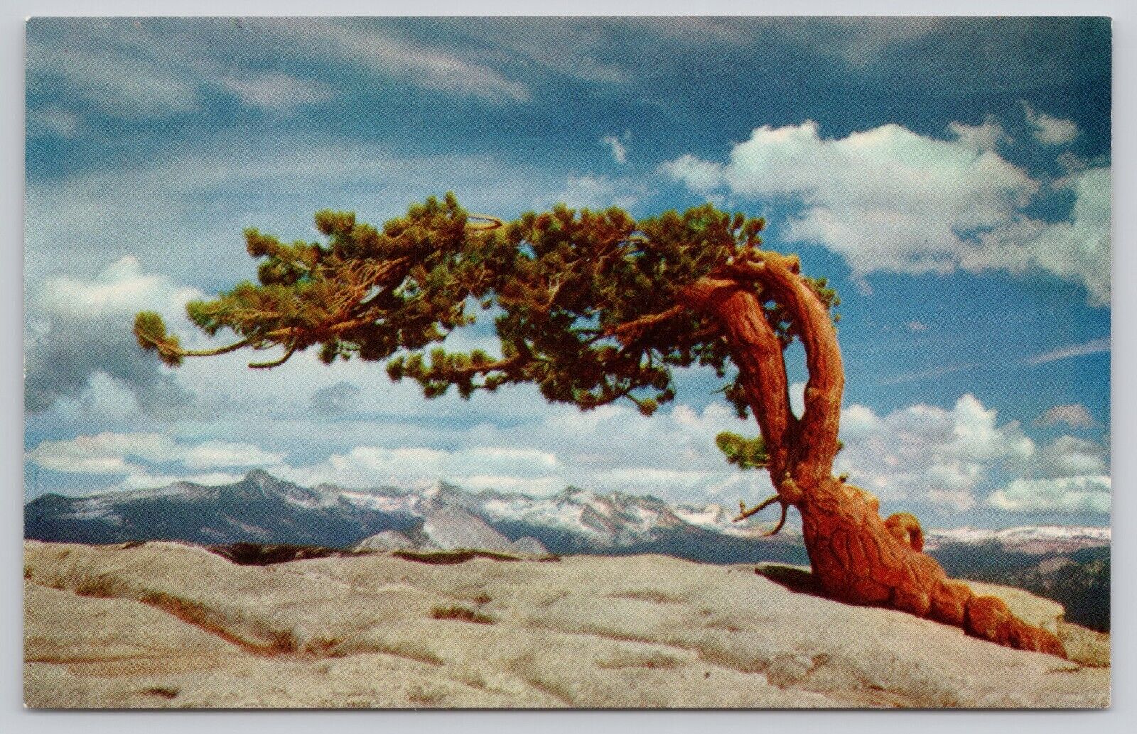 Postcard Jeffrey pine Yosemite national Park California