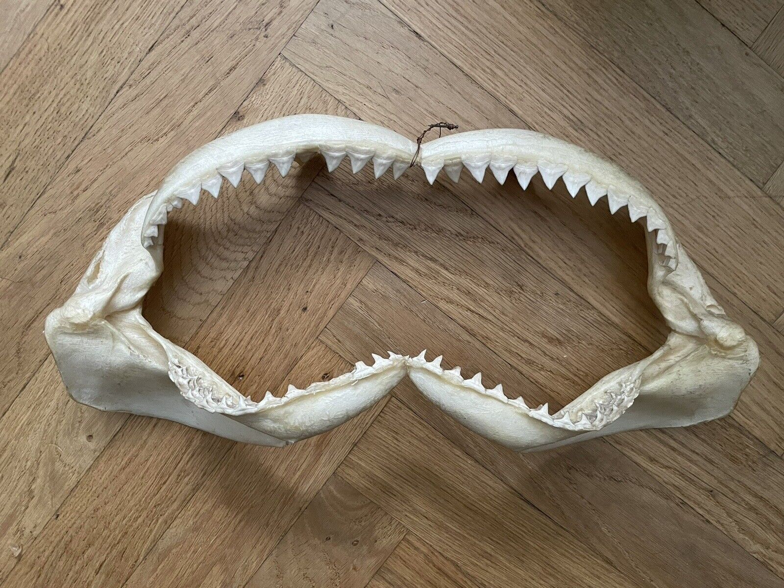 1950s Vintage Shark Jaws Rare