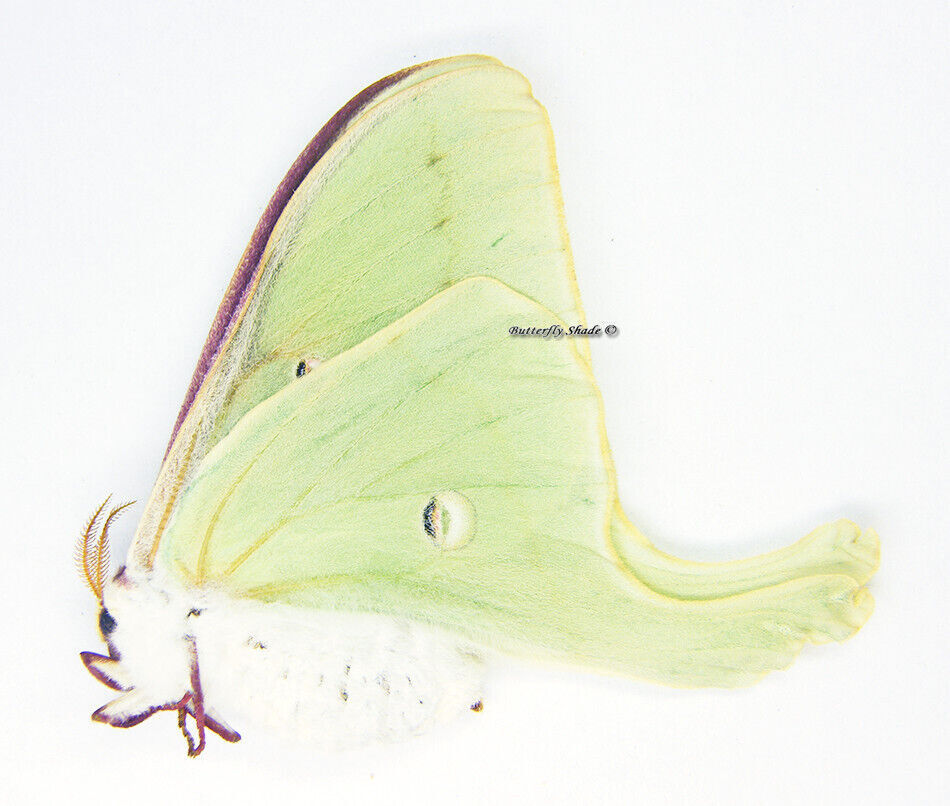 Unmounted Butterfly/Saturniidae - Actias luna, FEMALE, A1/A-