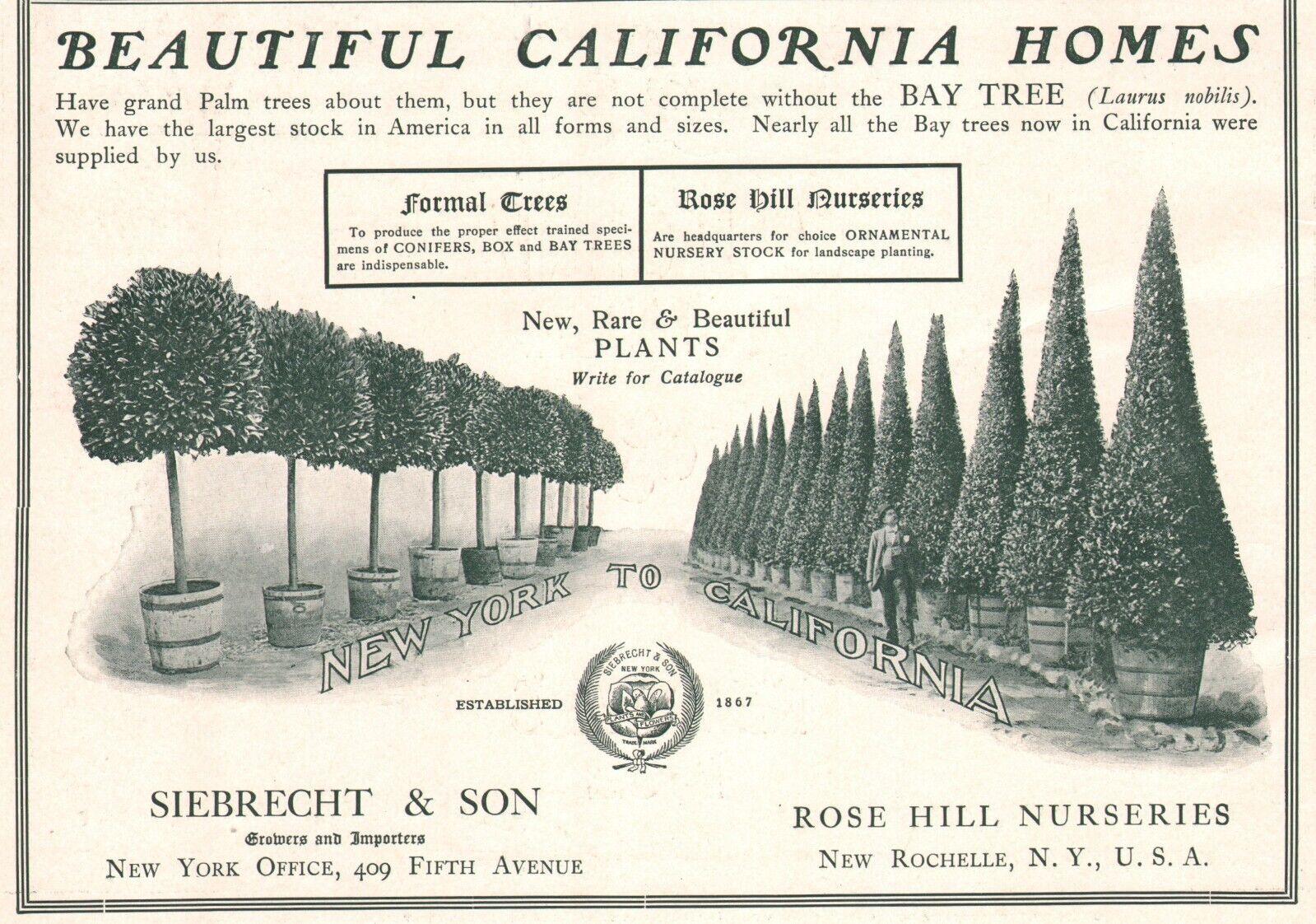 Rose Hill Nurseries Rare & Beautiful Plants New Rochelle NY 1902 Print Ad