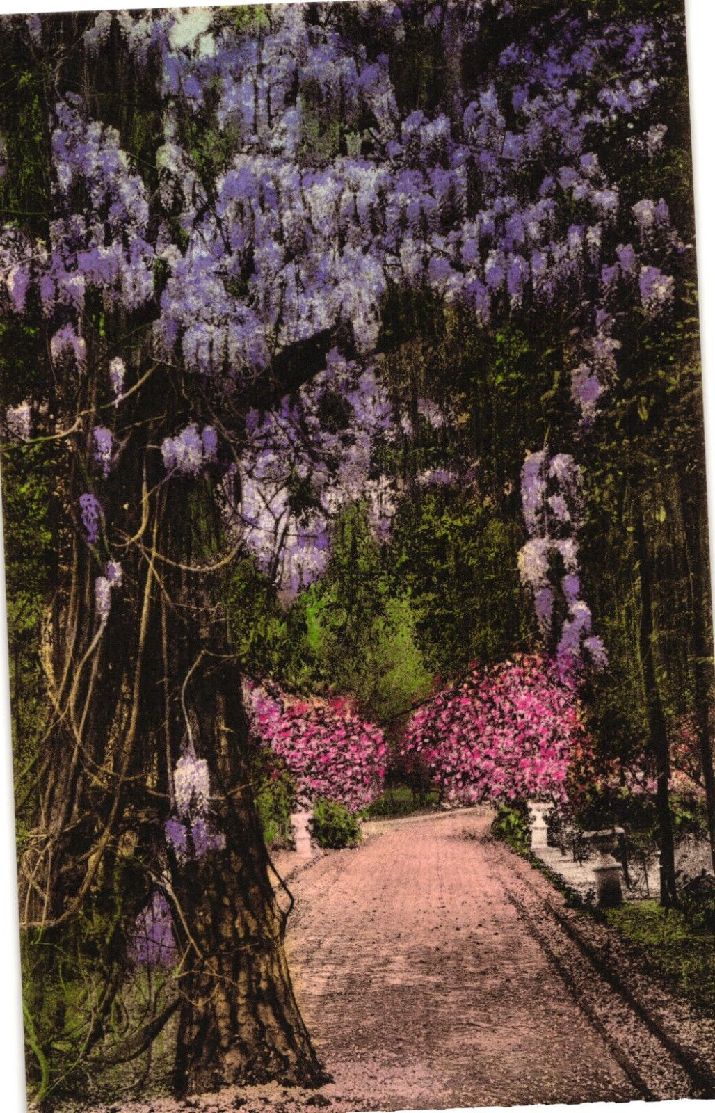 Wisteria in Bloom Pine Forest Inn Summerville SC Hand-Colored Postcard 1920s