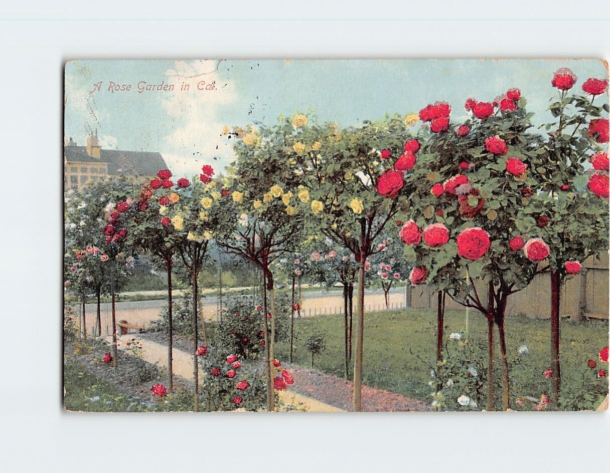 Postcard A Rose Garden in California