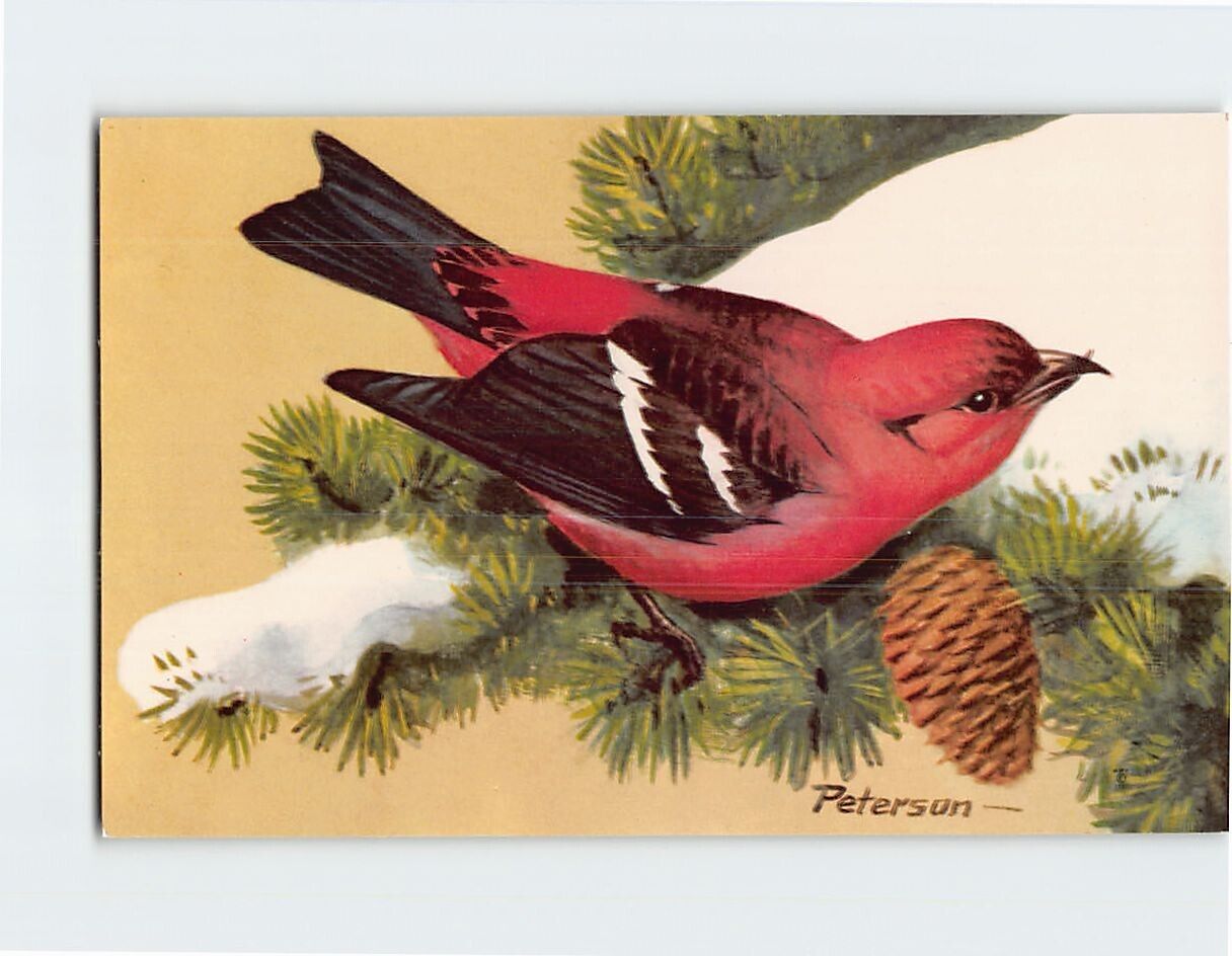 Postcard White-Winged Crossbill Bird by Peterson