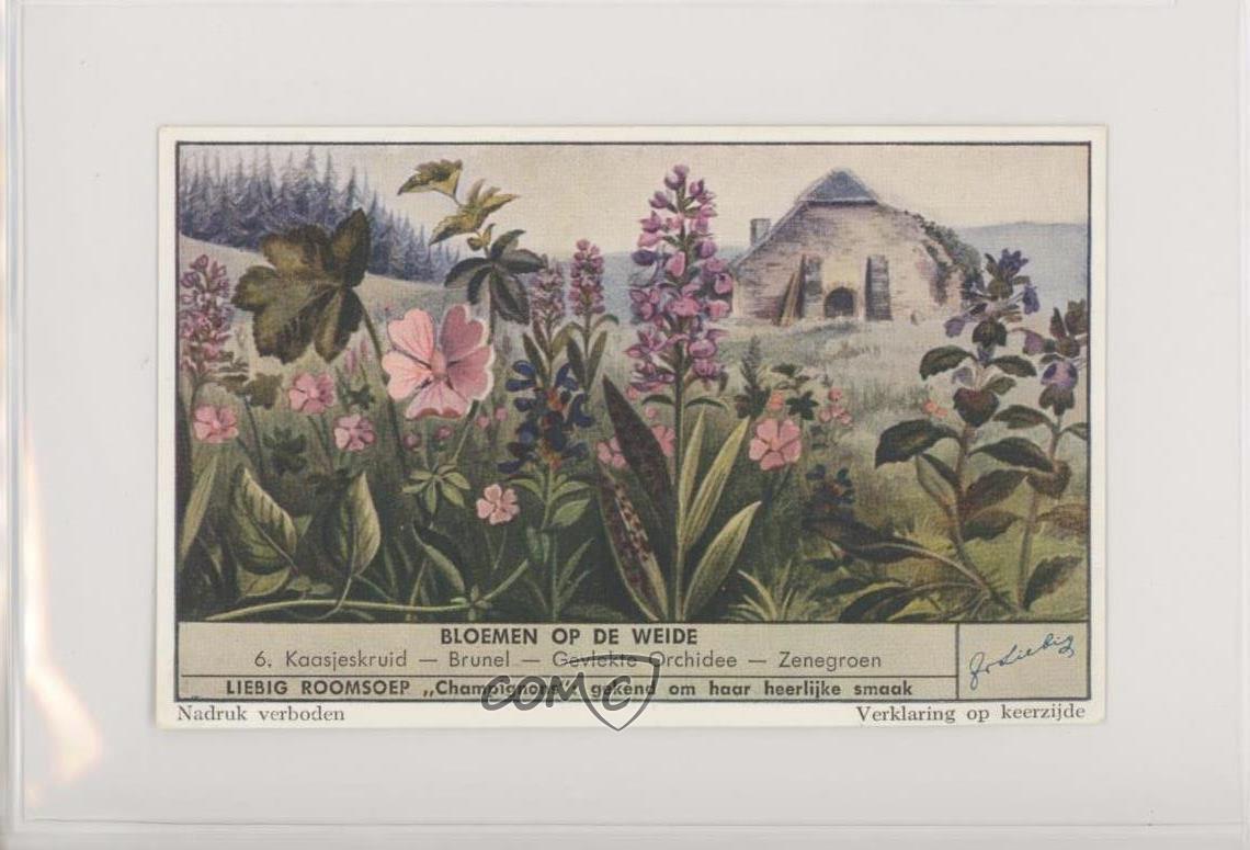 1950s Liebig Wayside Flowers S1544 Dutch #6 z6d