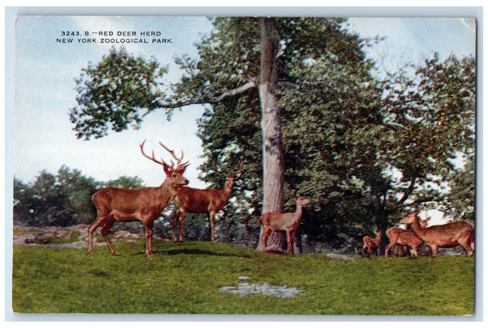 c1910\'s Red Deer Herd New York Zoological Park Bronx NY, Animals Postcard
