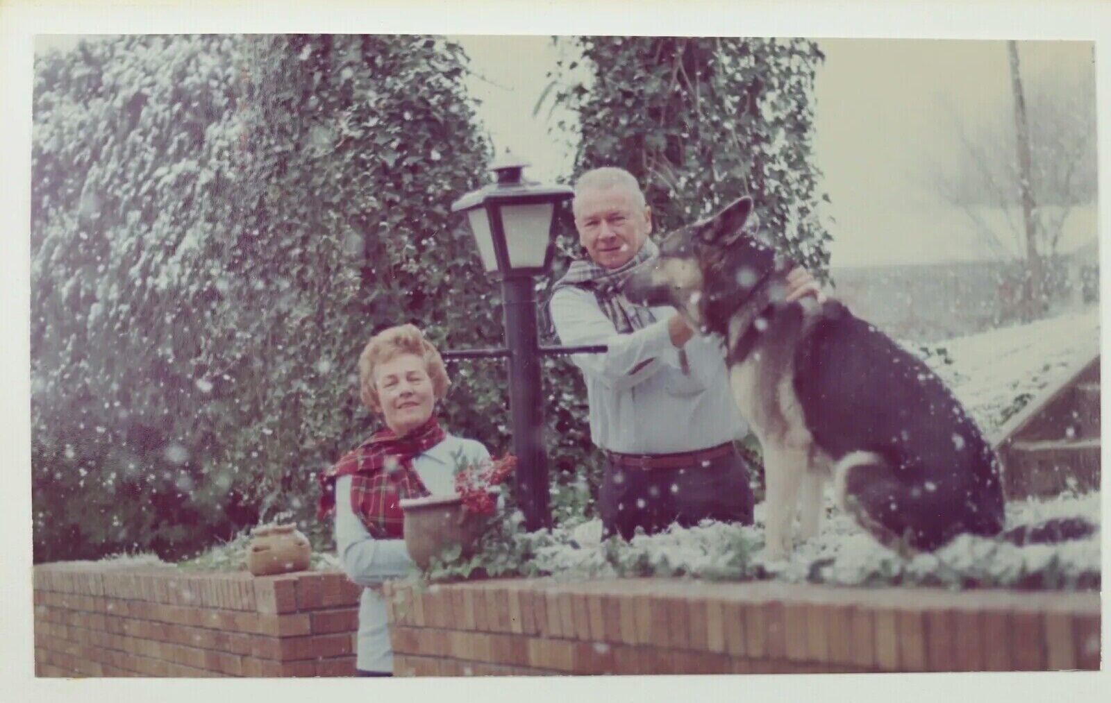 3 Vtg German Shepherd Christmas Photos Dog Snow 70s Card Mature Couple Snapshots