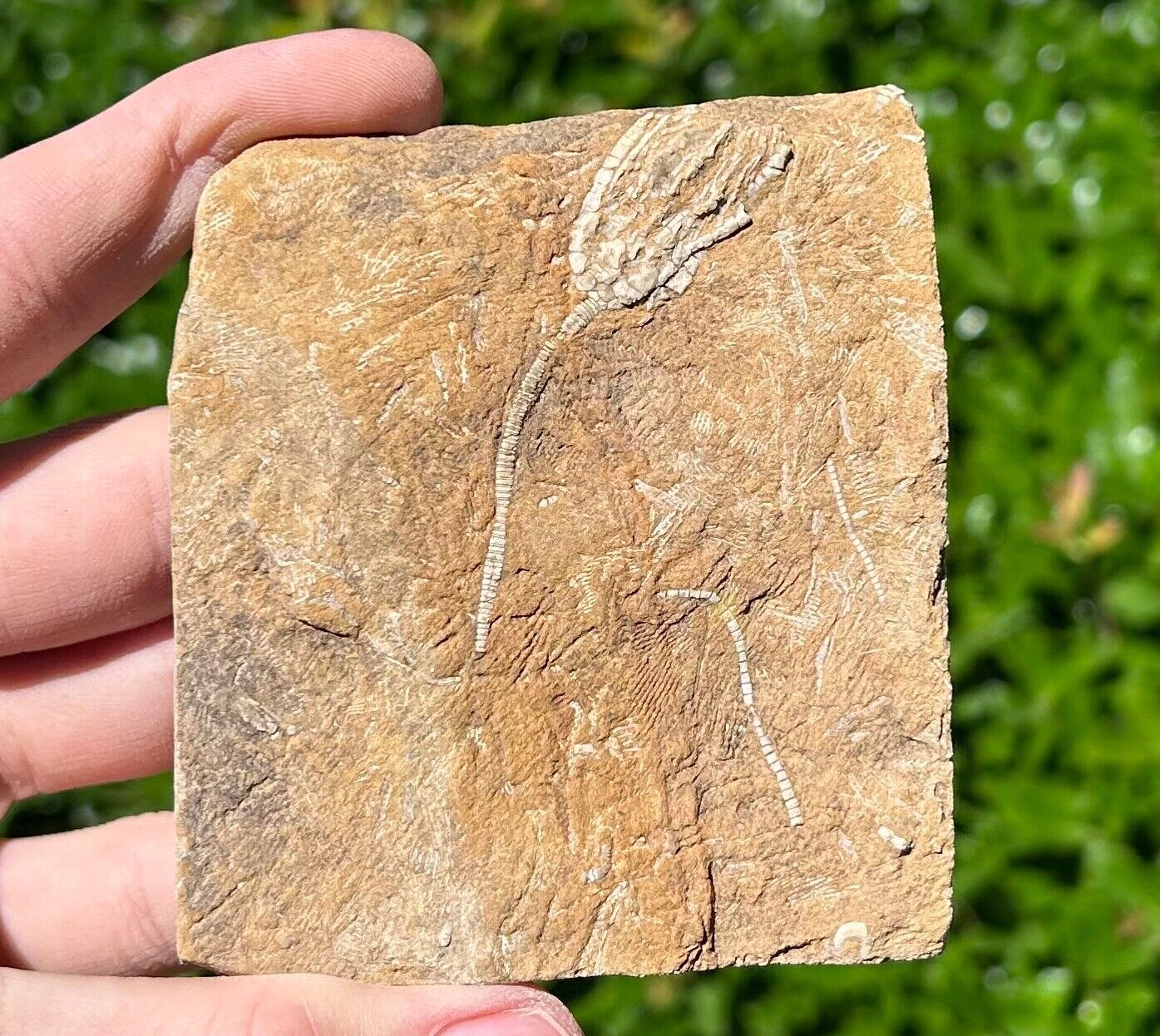 NICE Fossil Crinoid with Stem in Matrix Alabama Bangor Limestone Formation