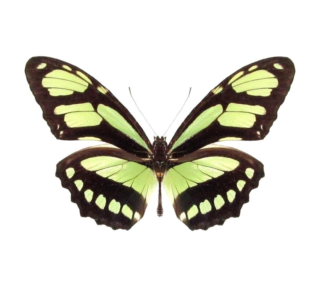Philaethria dido ONE REAL BUTTERFLY GREEN PERU PAPERED UNMOUNTED WINGS CLOSED