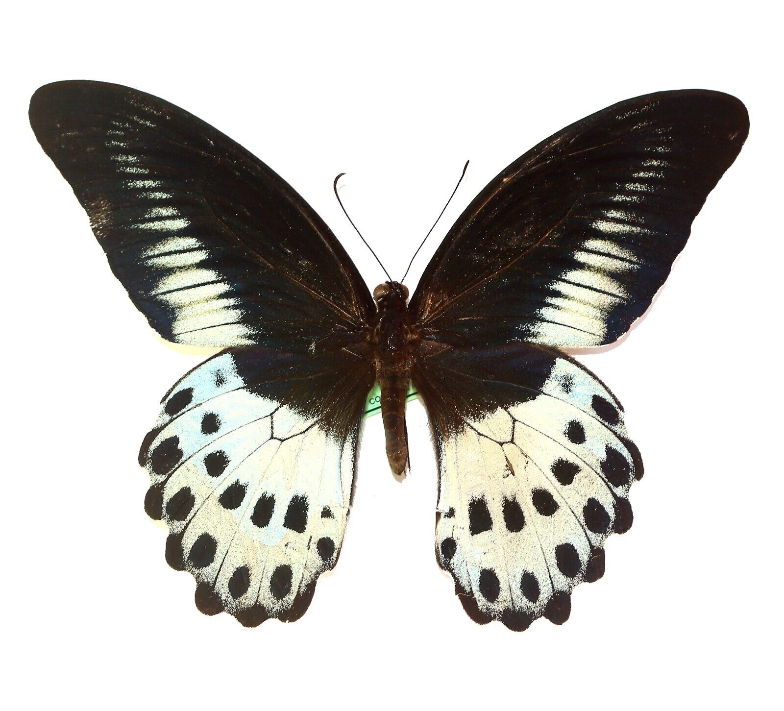 LEPIDOPTERA, PAPILIONIDAE, PAPILIO POLYMNESTOR, INDIA (mounted butterfly)