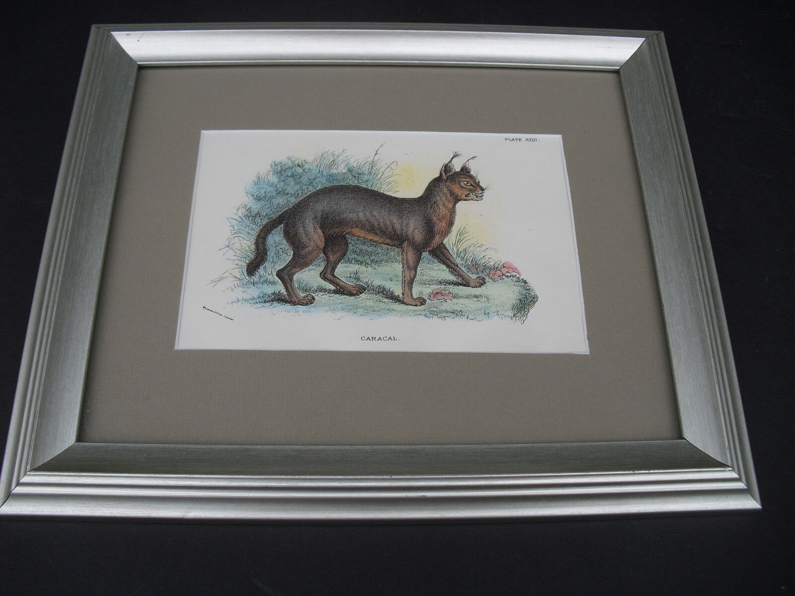 CARACAL Original 1896 Lloyd\'s Natural History Chromolithograph  Matted Framed