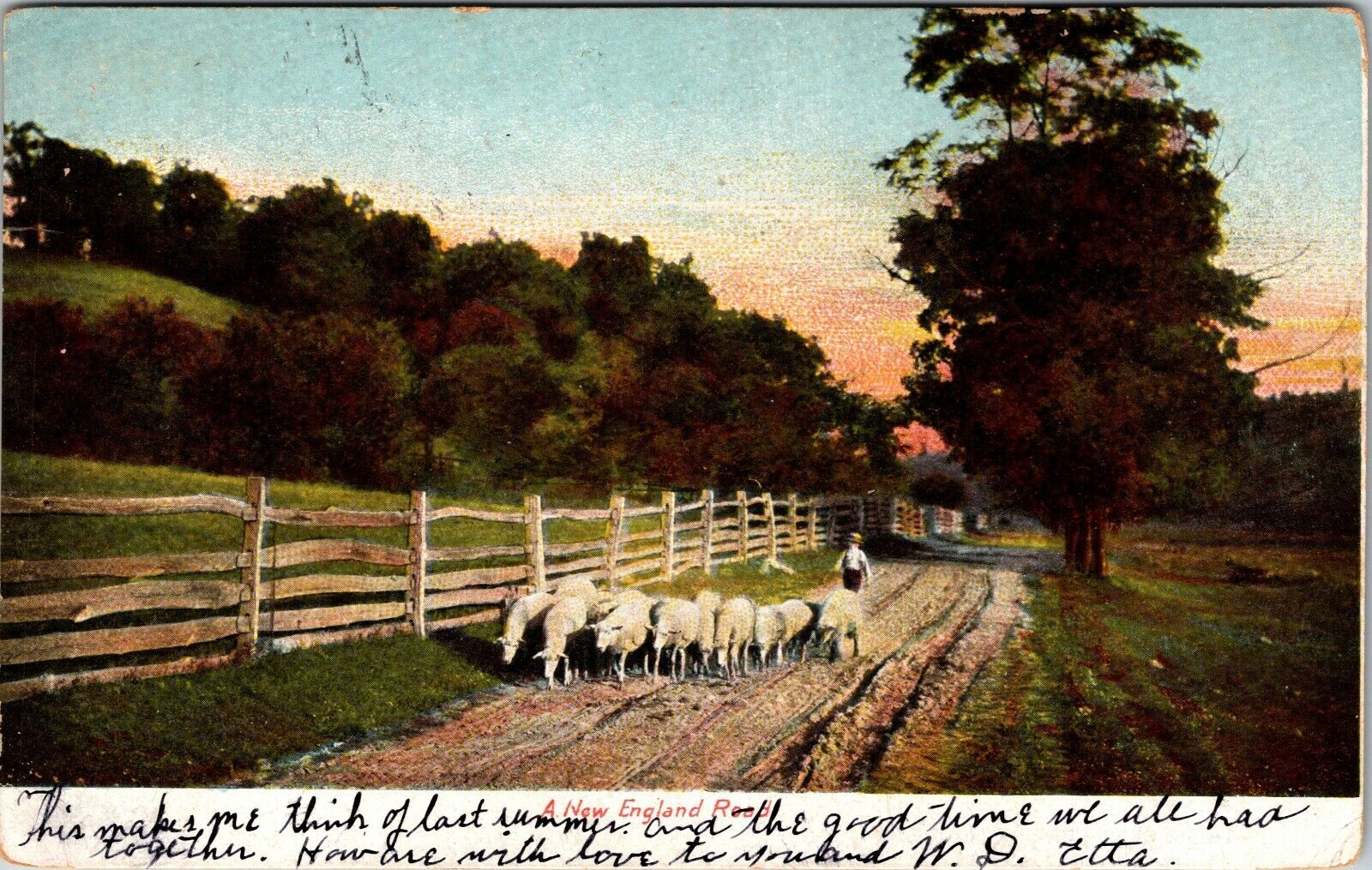 1906 New England Road Antique Postcard Flock Of Sheep Split Rail Fence Country 