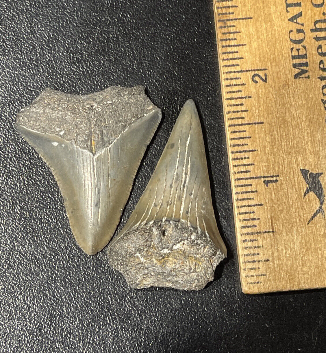 Fossilized Shark Tooth Set Pair, Lot Of 2