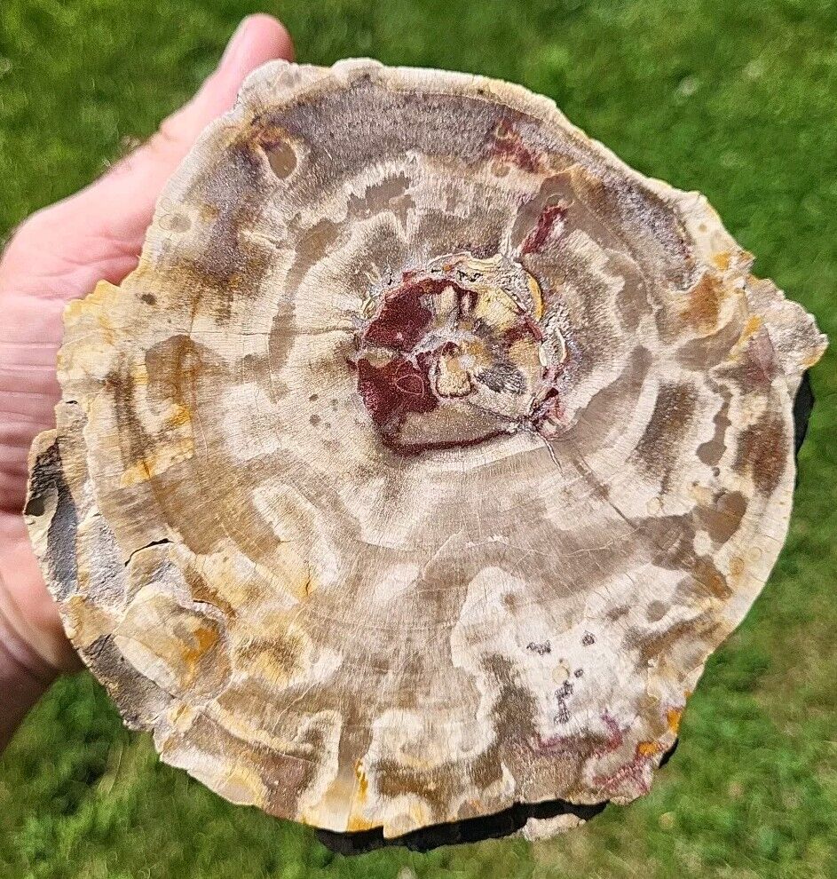 Agate Replaced Wyoming Petrified Wood Log, Approximately 6 pounds 2 ounces
