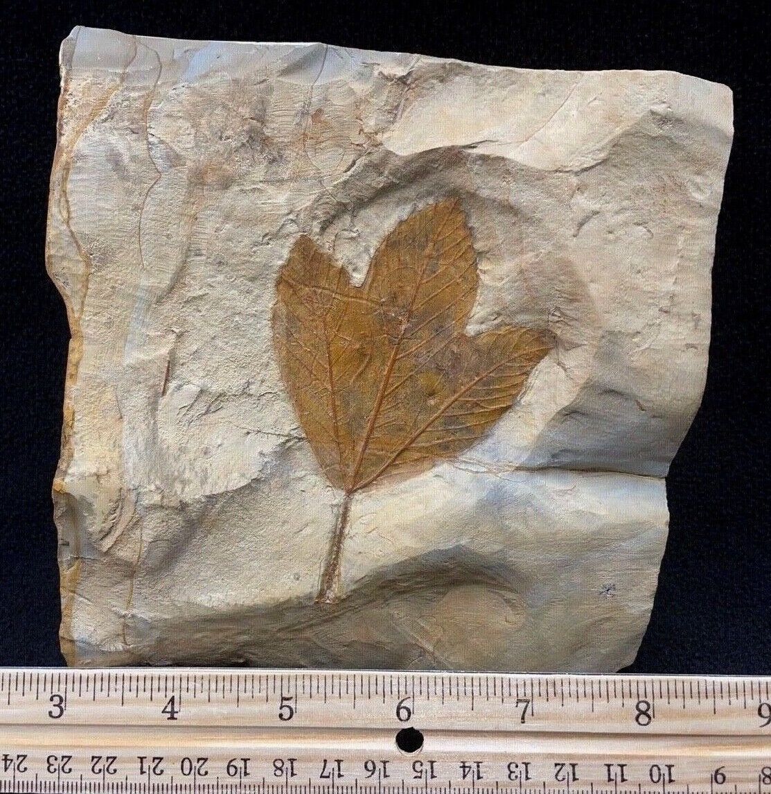Killer Fossil Precursor of the Sycamore Leaf, Glendive, Montana