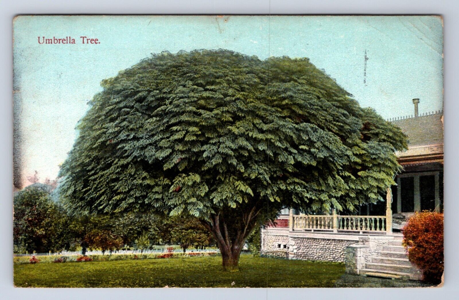 VINTAGE UMBRELLA TREE C1910S WORLDS PANAMA PACIFIC EXPOSITION CA POSTCARD FE
