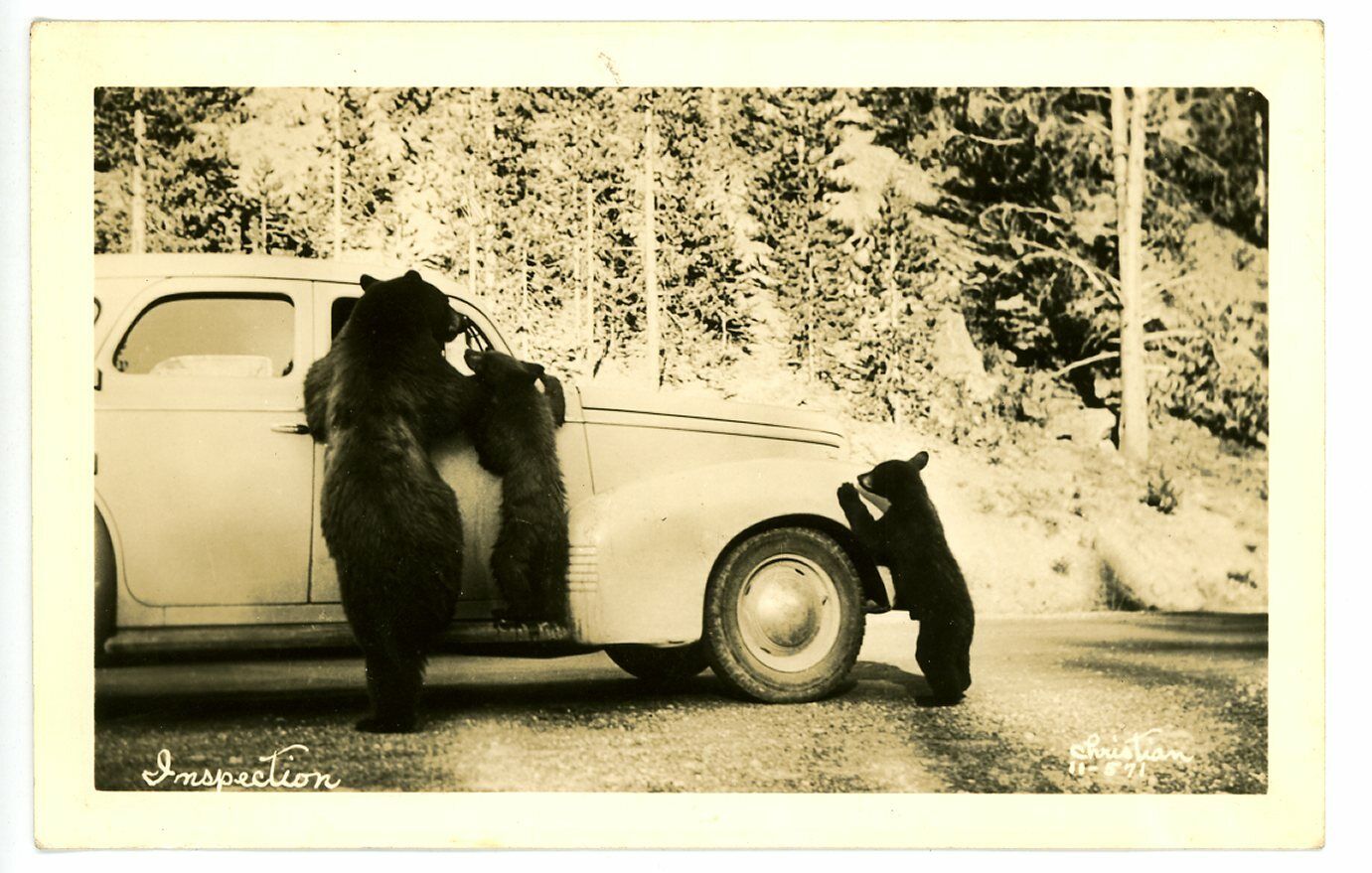 1930s? RPPC - Beggar Bear Family on Car, Inspection