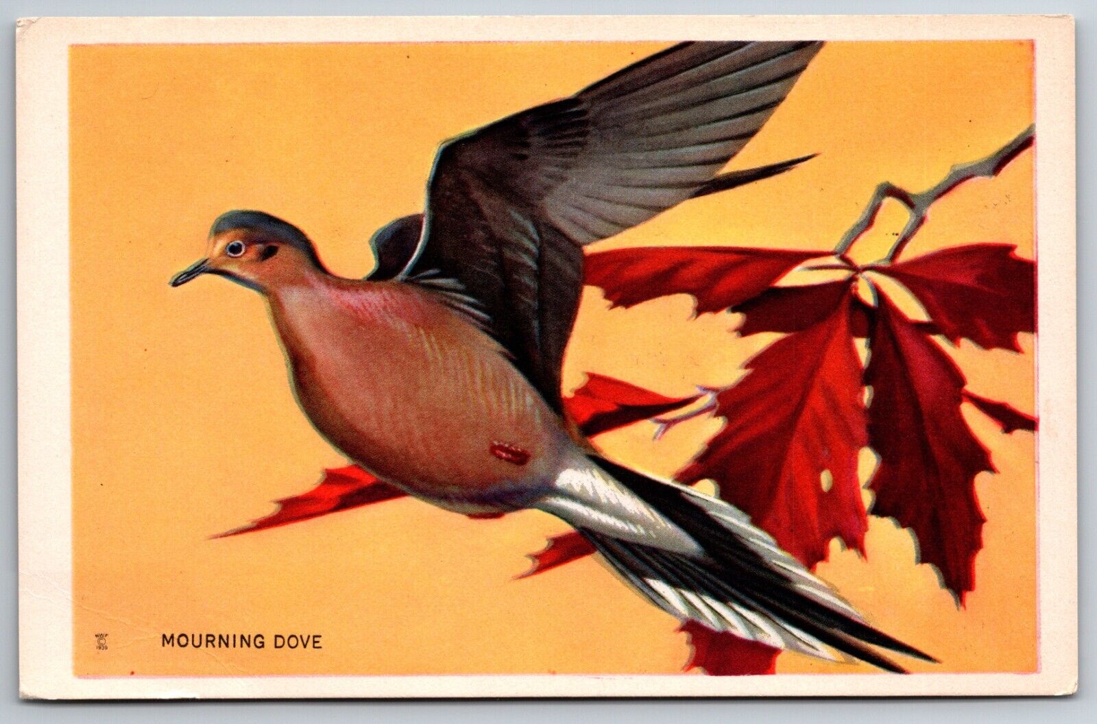 Mourning Dove 1939 National Wildlife Federation Postcard